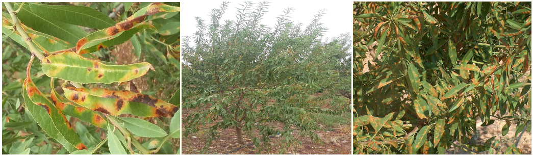 polystigmwsh amygdalia