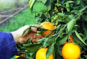 Ποιά είναι τα τέσσερα “αγκάθια” των πορτοκαλιών