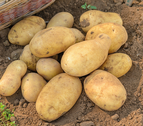 potato 1