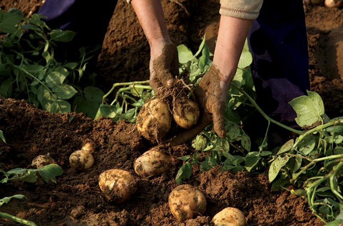 potato 4