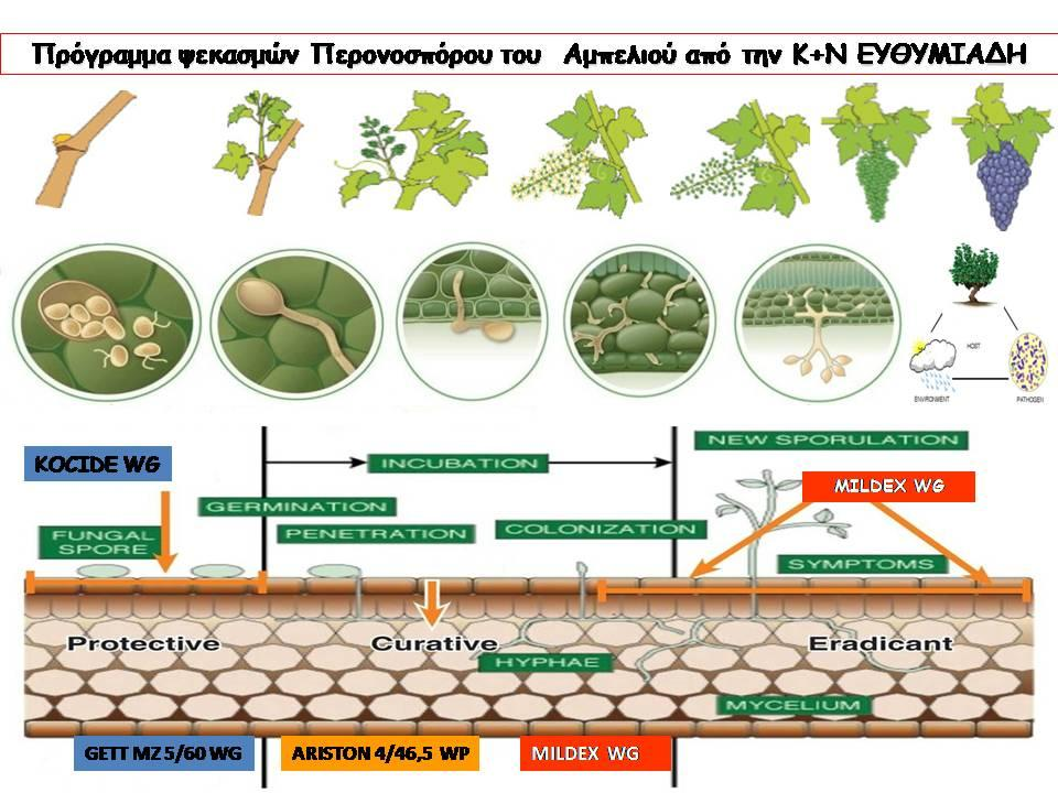 programma psekasmou peronosporou ampeliou