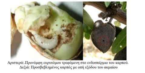 pronumfi eurutomo