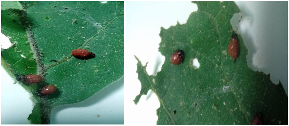 pronymfes doryforoy melitzana