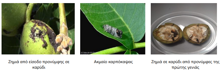 prosbolh karpokapsa