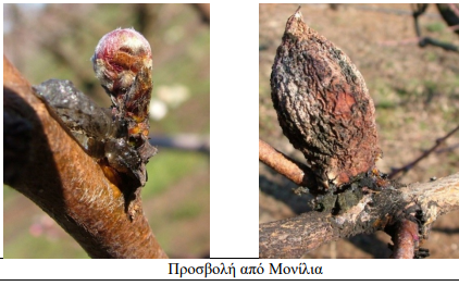prosvoli monilia