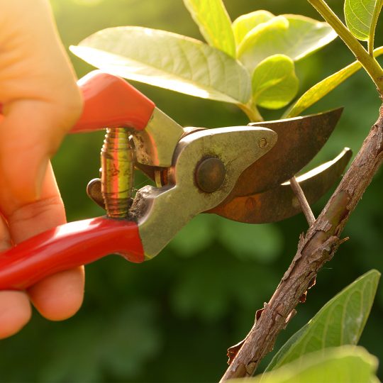 pruning