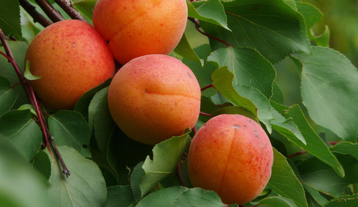 prunus armeniaca l