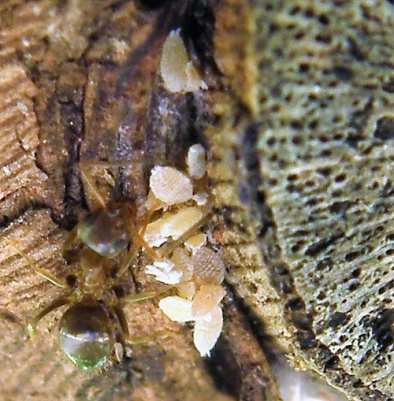 pseudokokkos apoikia