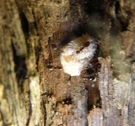pseudokokkos wotokia thylikou
