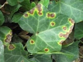 pseudomonas
