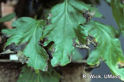 pseudomonaschicorii
