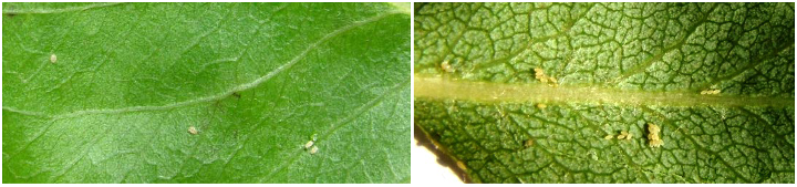 psila axladias