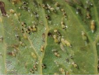 psilla fistikia