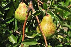 psora 2