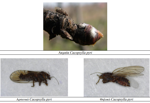 psylla entomo axladia