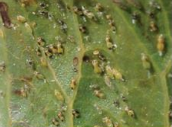 psylla fistikias
