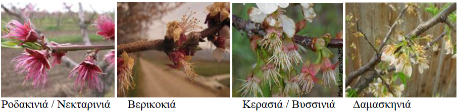 ptwsh petalwn