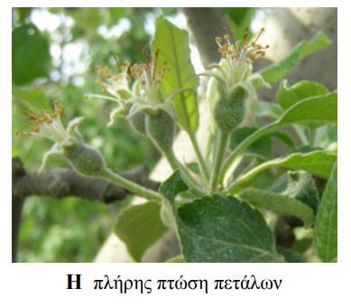ptwsh petalwn