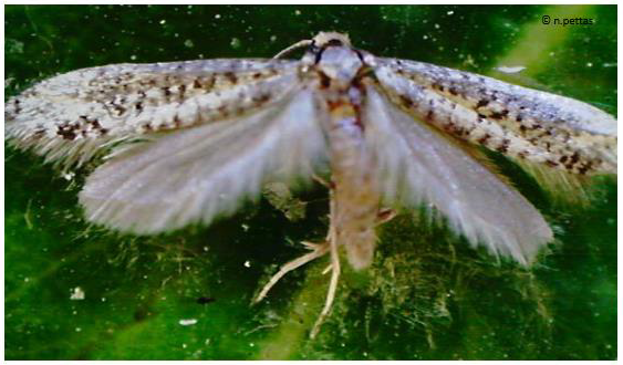 pyrhnotriths