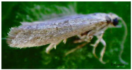 pyrhnotriths 2