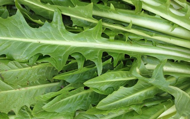 radili