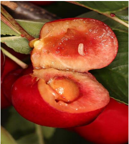 ragoletida kerasi