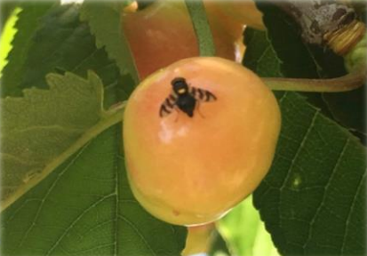 ragoletis cerasi 1