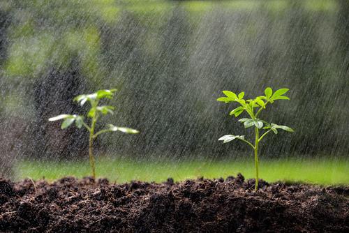 rain