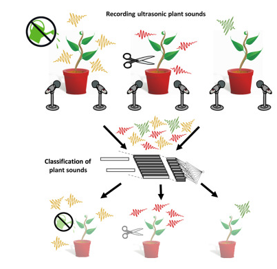 recording plant sounds