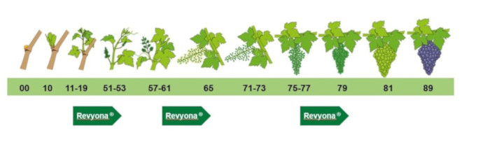 revyona ampeli final 1540x866