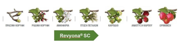 revyona1 1540x866
