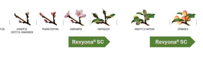 revyona2 1540x866