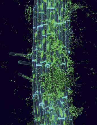 rhizobacteria