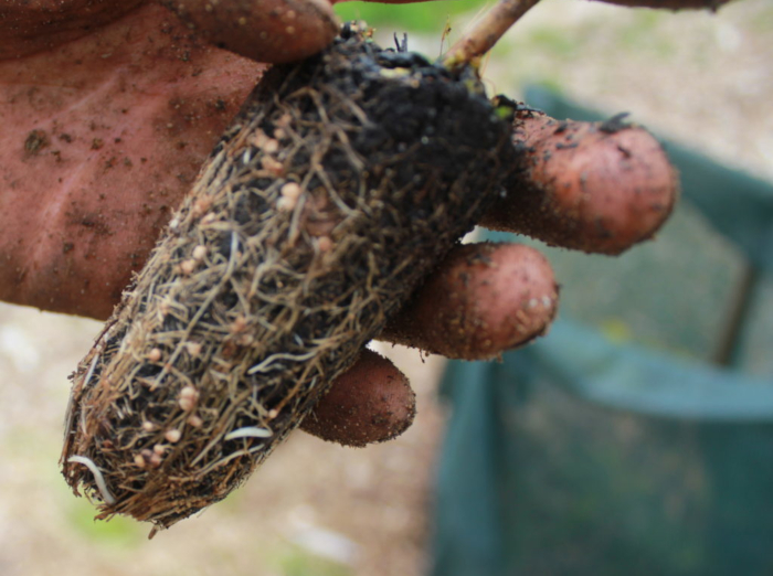 rhizobium 1