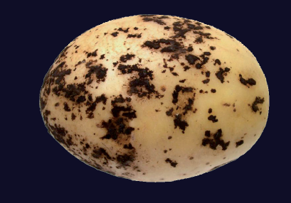 rhizoctonia solani
