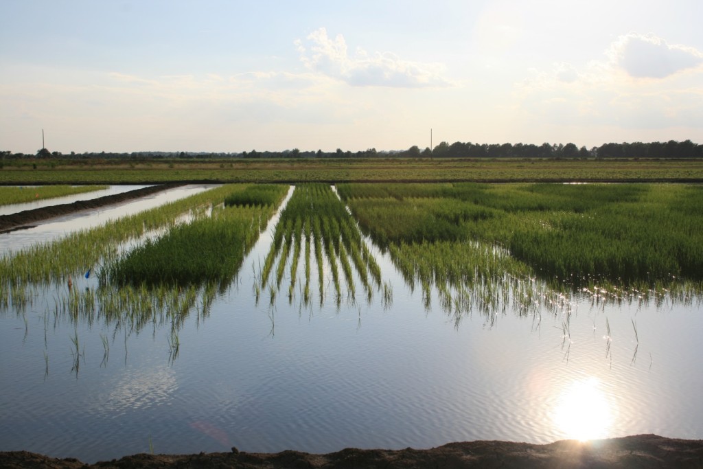 rice