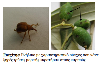 rigxitis elia