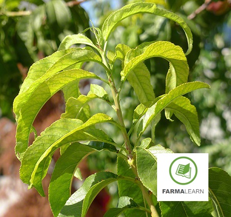 rodakino aneparkeia pseudargyrou
