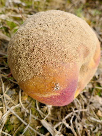 rodakino monilia