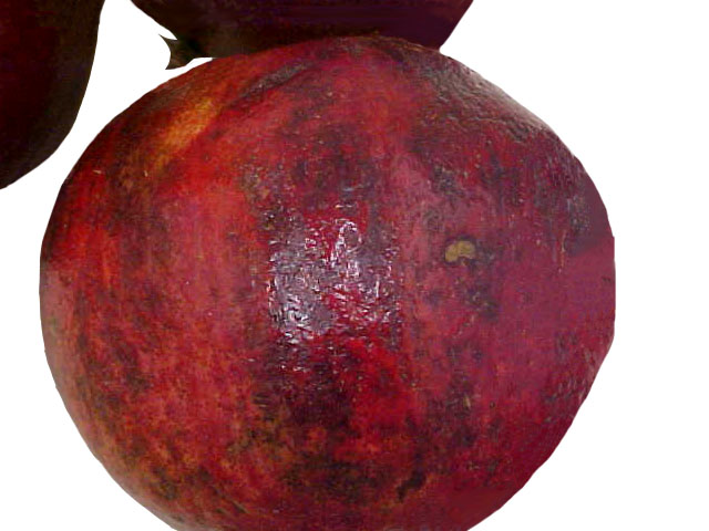 rodi7