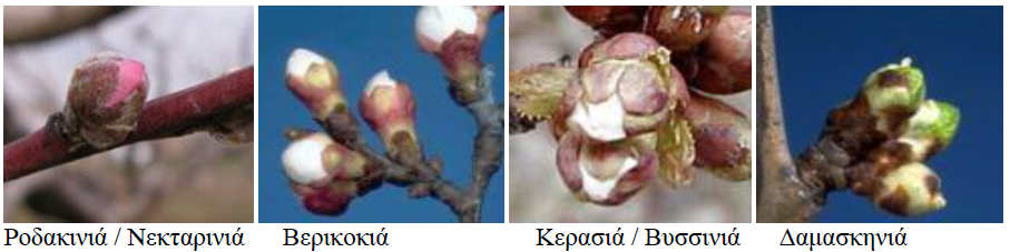 rodinh leykh koryfh