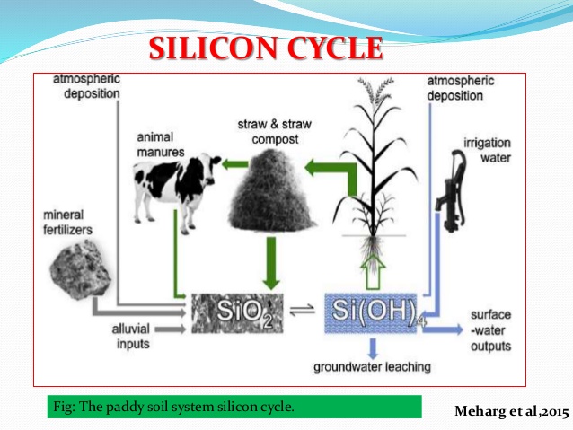 role of silicon in alleviating biotic and abiotic stresses in plants 7 638