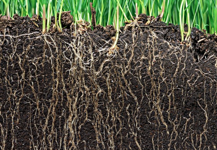 root2