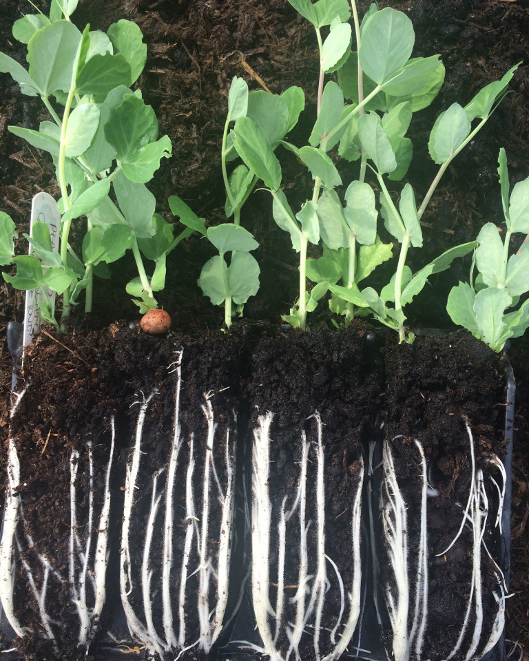 root4