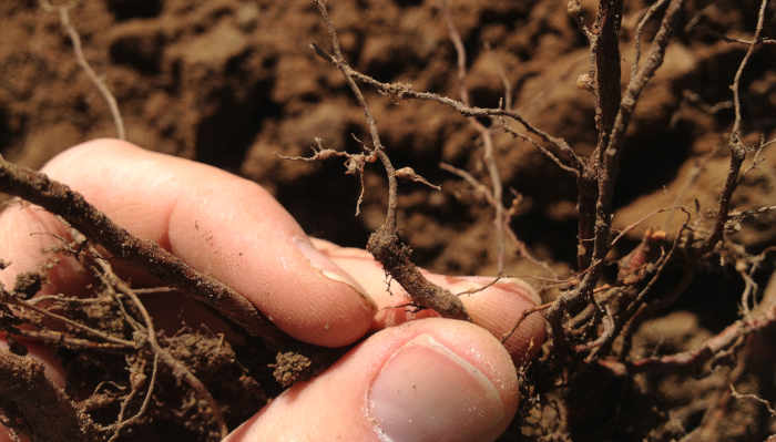 rootnode nematode