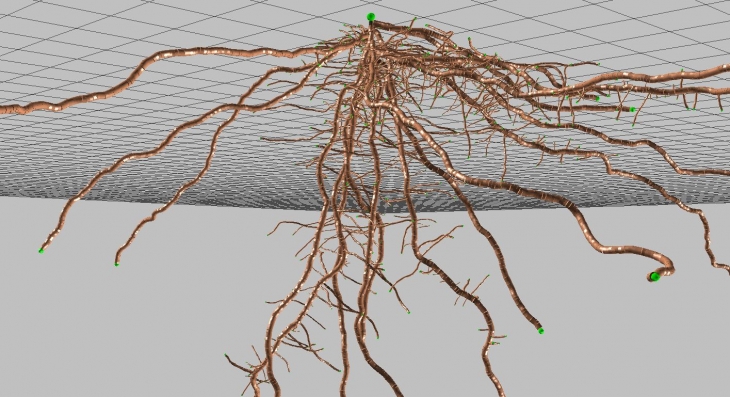 rootsystem