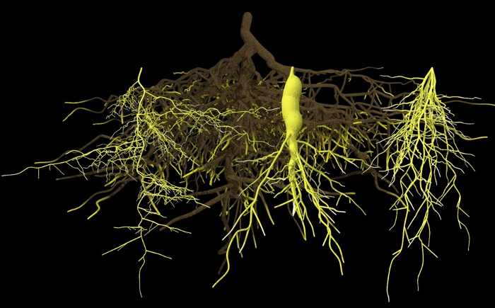 rootsystem1