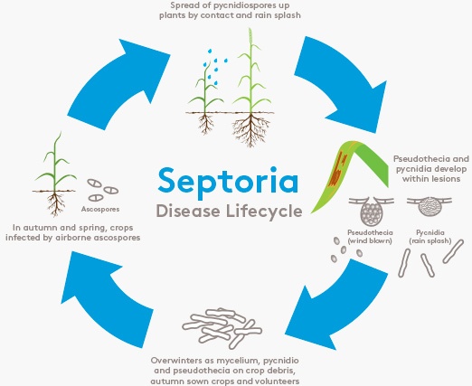 s.tritici cycle