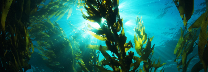 seaweed1