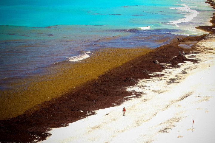seaweed3